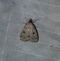 Parahypenodes quadralis