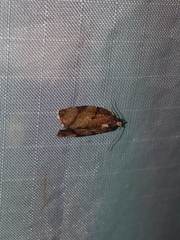 Argyrotaenia juglandana