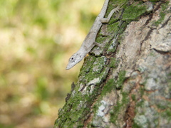 Anolis ustus