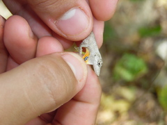 Anolis ustus