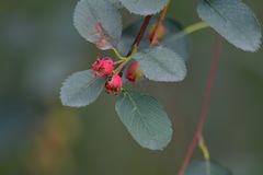 Amelanchier cusickii