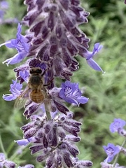 Apis mellifera