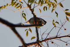 Nycticorax nycticorax