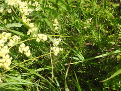 Galium × pomeranicum