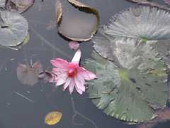 Nymphaea rubra