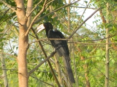 Lophoceros fasciatus