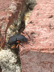 Haplandrus fulvipes