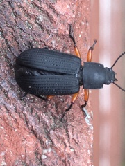 Haplandrus fulvipes