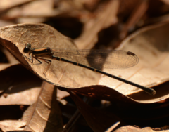 Argia tibialis
