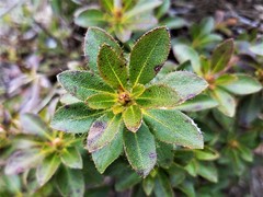 Rhododendron hirsutum