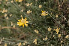 Genista umbellata
