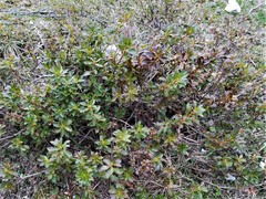 Rhododendron hirsutum