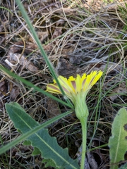 Leontodon biscutellifolius