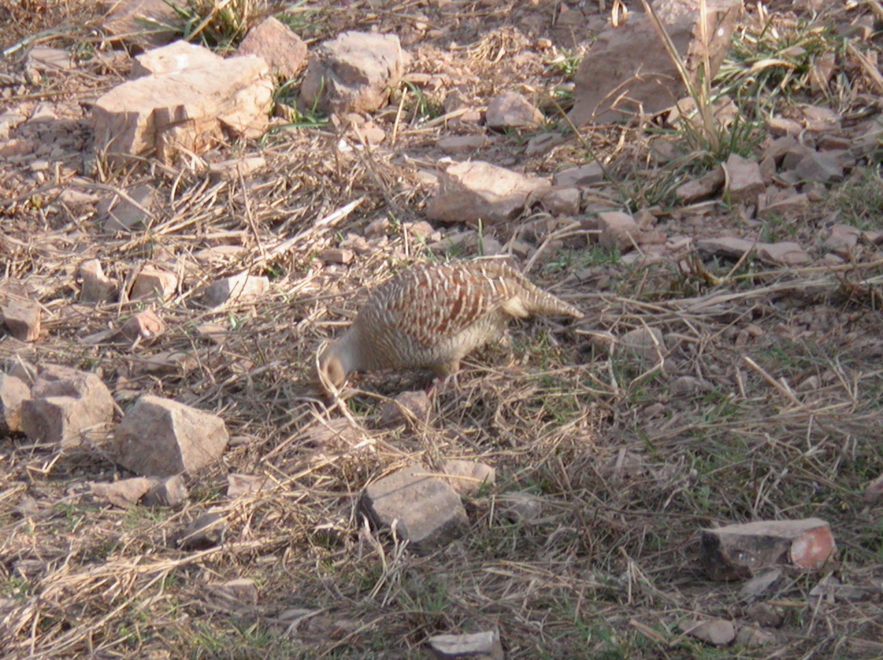 Grey Francolin