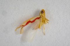Zygina flammigera
