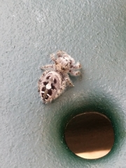 Phidippus putnami