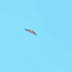 Geranoaetus polyosoma