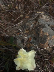 Calystegia collina oxyphylla