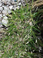 Sesleria albicans