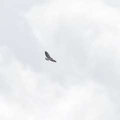 Geranoaetus polyosoma
