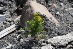 Descurainia sophioides