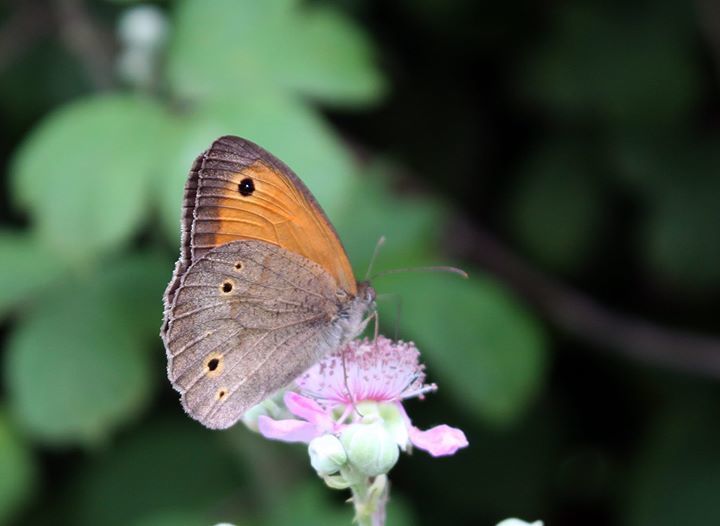 Meadow brown (Maniola jurtina)