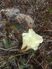 Calystegia collina oxyphylla