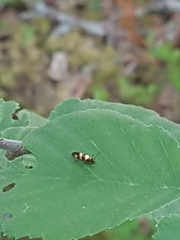 Micropterix aureatella