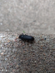 Tenebrio obscurus