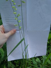 Beckmannia eruciformis