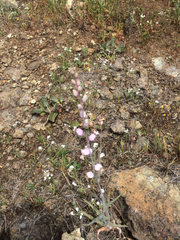 Streptanthus glandulosus glandulosus