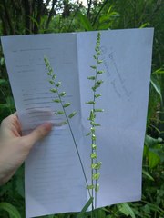 Beckmannia eruciformis