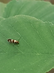 Micropterix aureatella