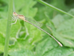 Pseudagrion spencei