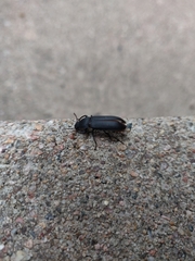 Tenebrio obscurus