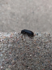 Tenebrio obscurus