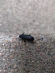 Tenebrio obscurus