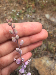 Streptanthus glandulosus glandulosus