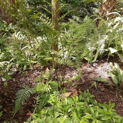 Dennstaedtia bipinnata