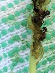 Aphis plantaginis