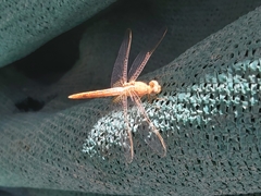 Crocothemis servilia