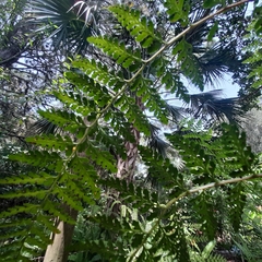 Dennstaedtia bipinnata