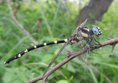 Macrogomphus annulatus