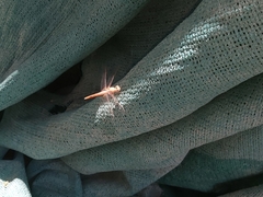 Crocothemis servilia