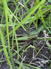 Omocestus