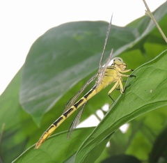 Platygomphus dolabratus