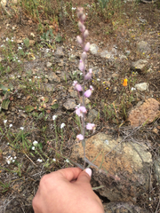 Streptanthus glandulosus glandulosus