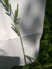 Beckmannia eruciformis