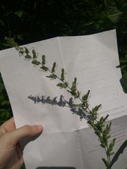 Beckmannia eruciformis