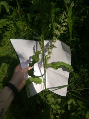 Beckmannia eruciformis